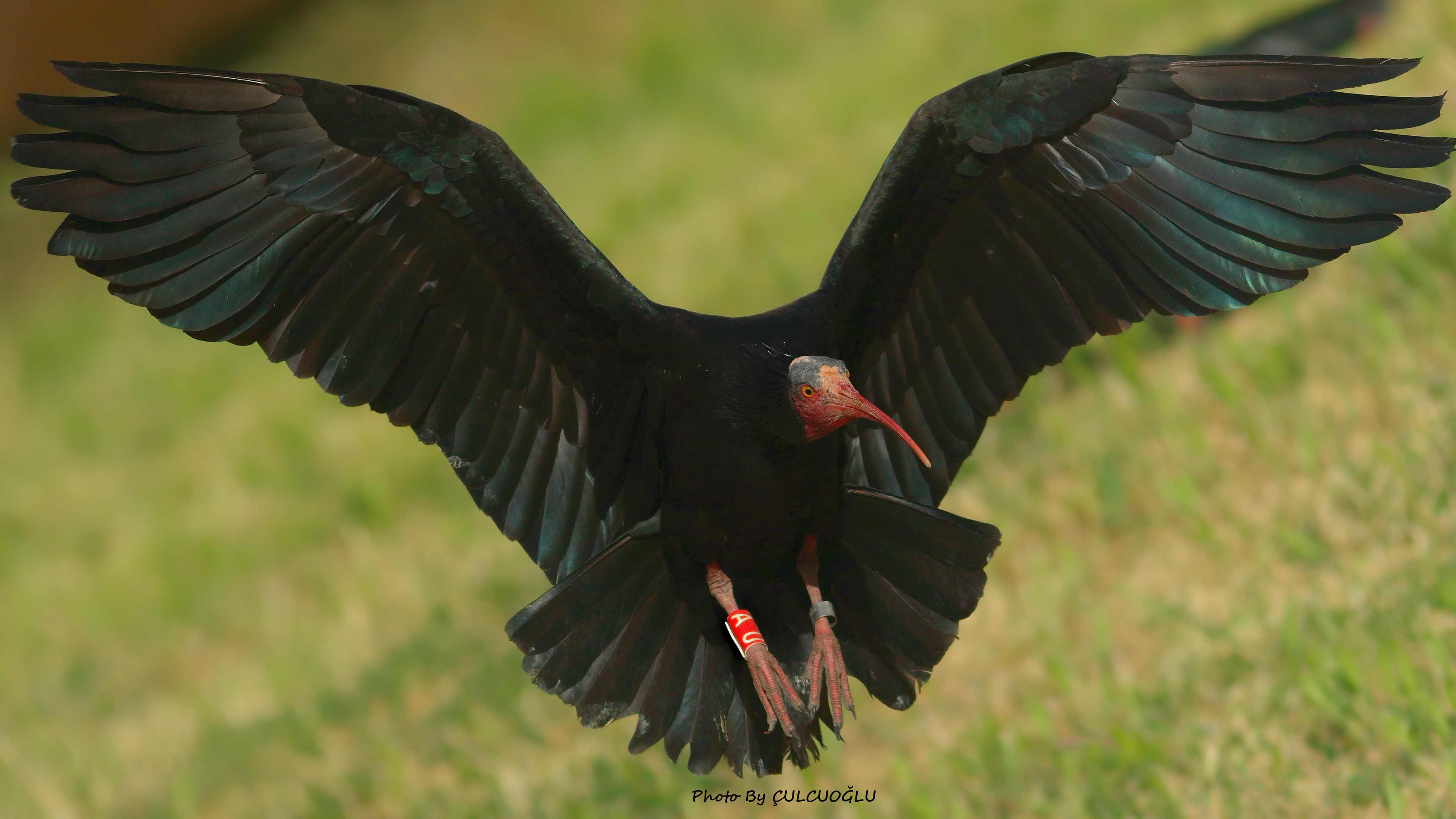 Northern Bald Ibis